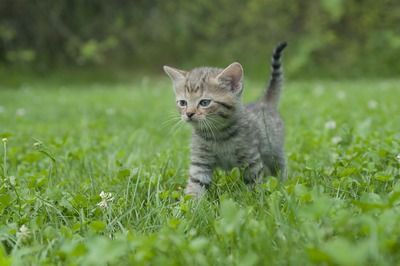 A very cute grey stripey kitten standing in grass
