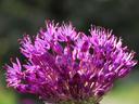 The head of some kind of flowering plant that produces a whole cluster of tiny pink flowers