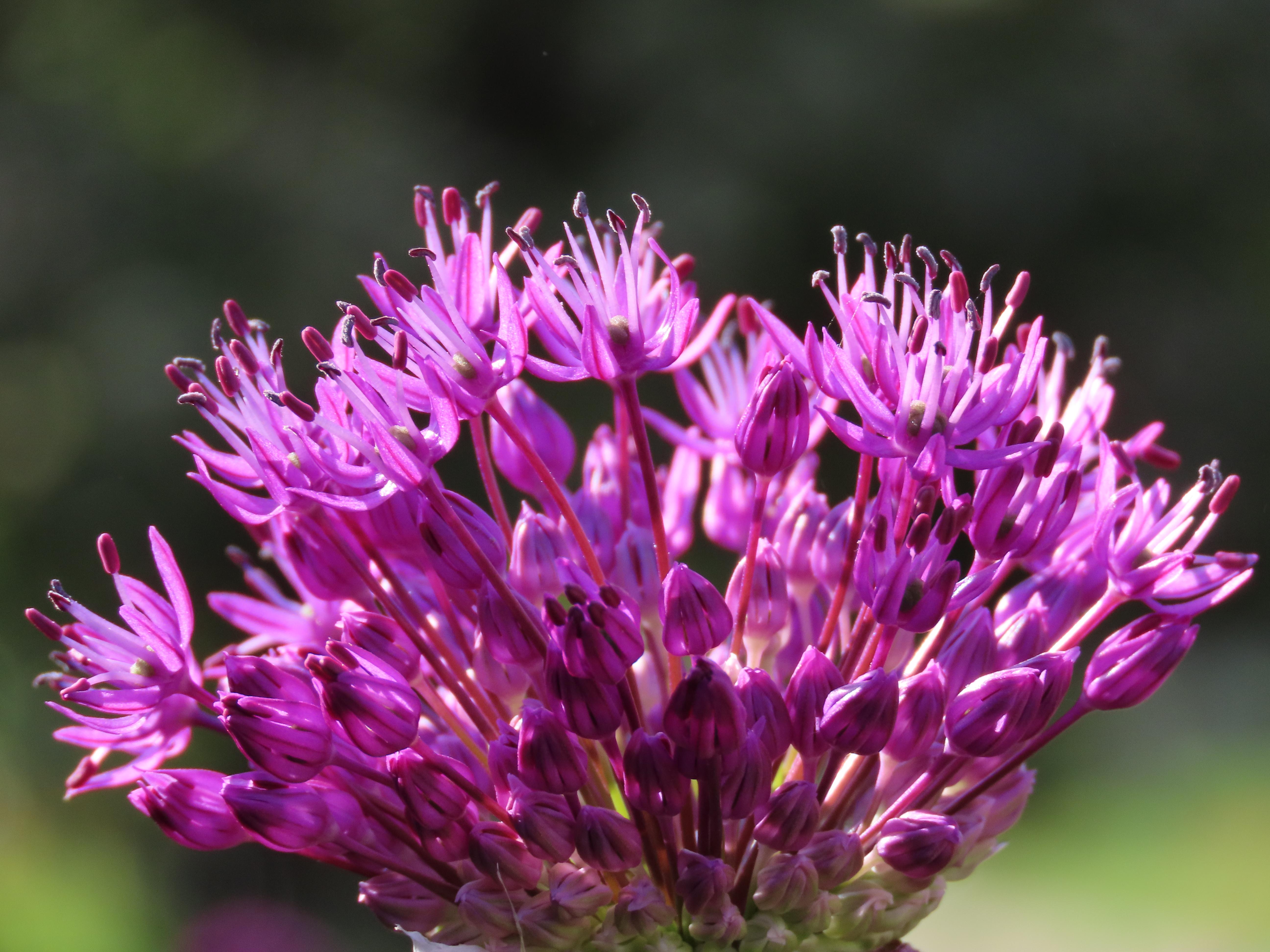 The head of some kind of flowering plant that produces a whole cluster of tiny pink flowers