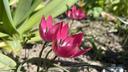 Tulips, maybe? I'm not sure. Like tulips, but with pointed petals, not rounded. A deep pink colour.