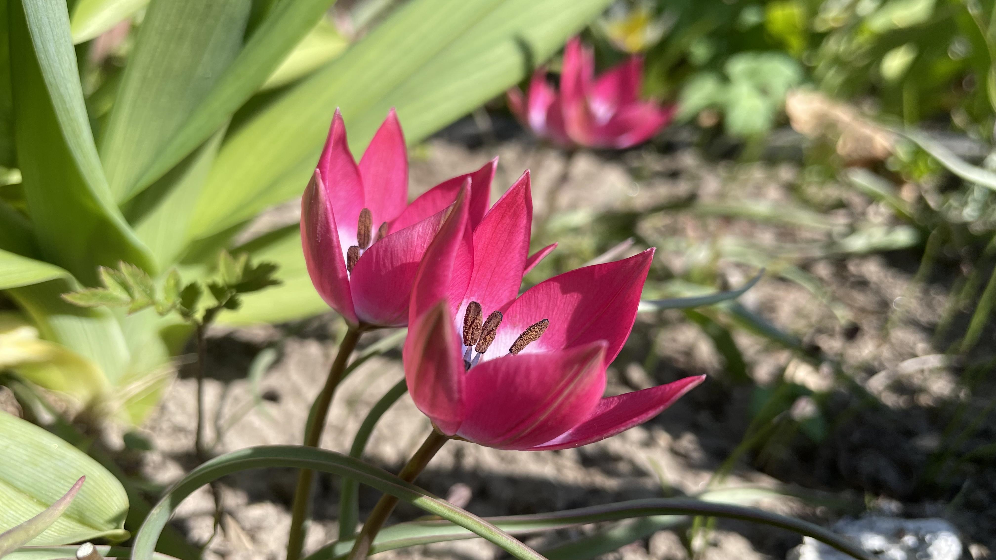 Tulips, maybe? I'm not sure. Like tulips, but with pointed petals, not rounded. A deep pink colour.