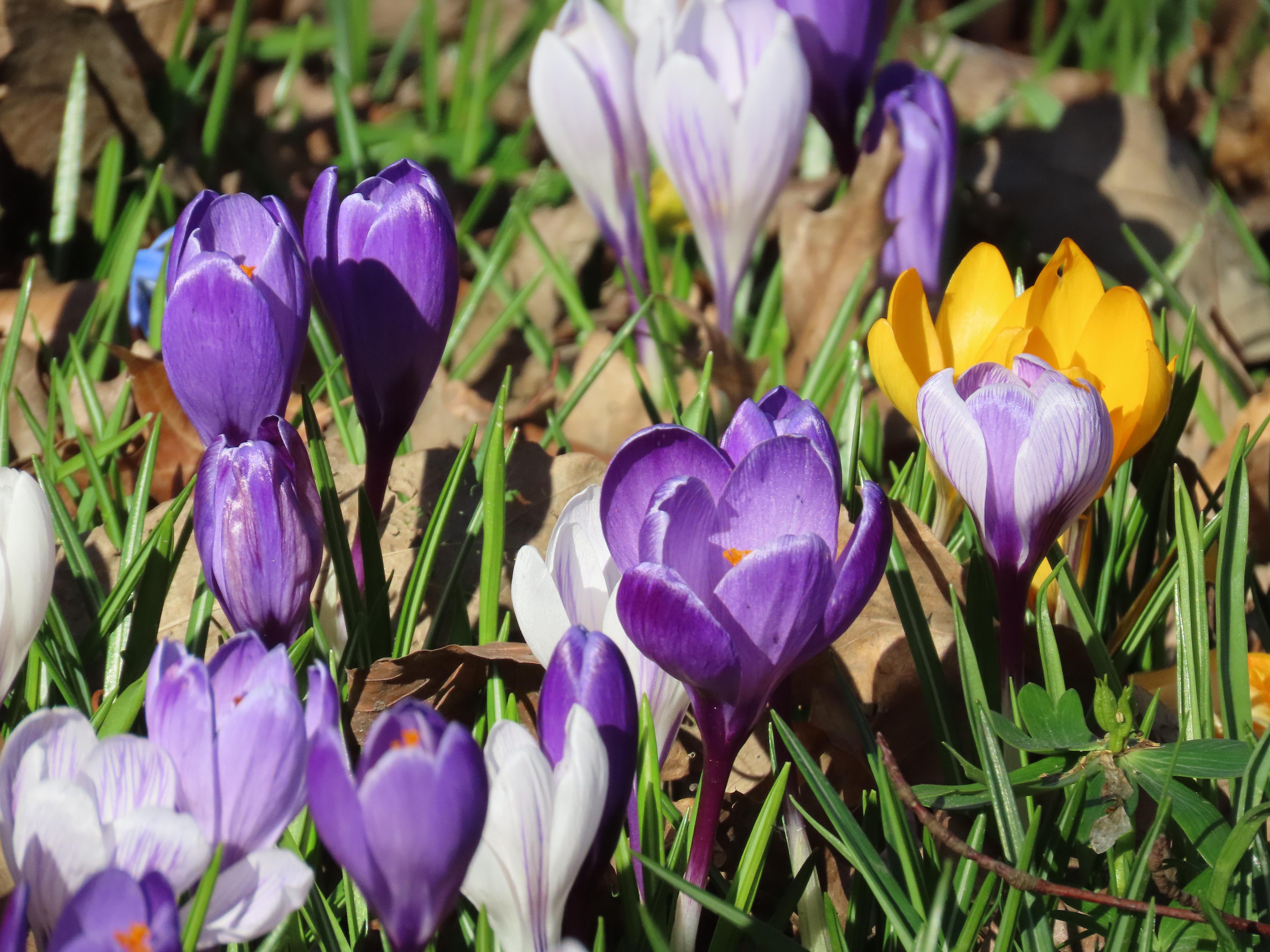 Crocuses: yellow, white, and purple