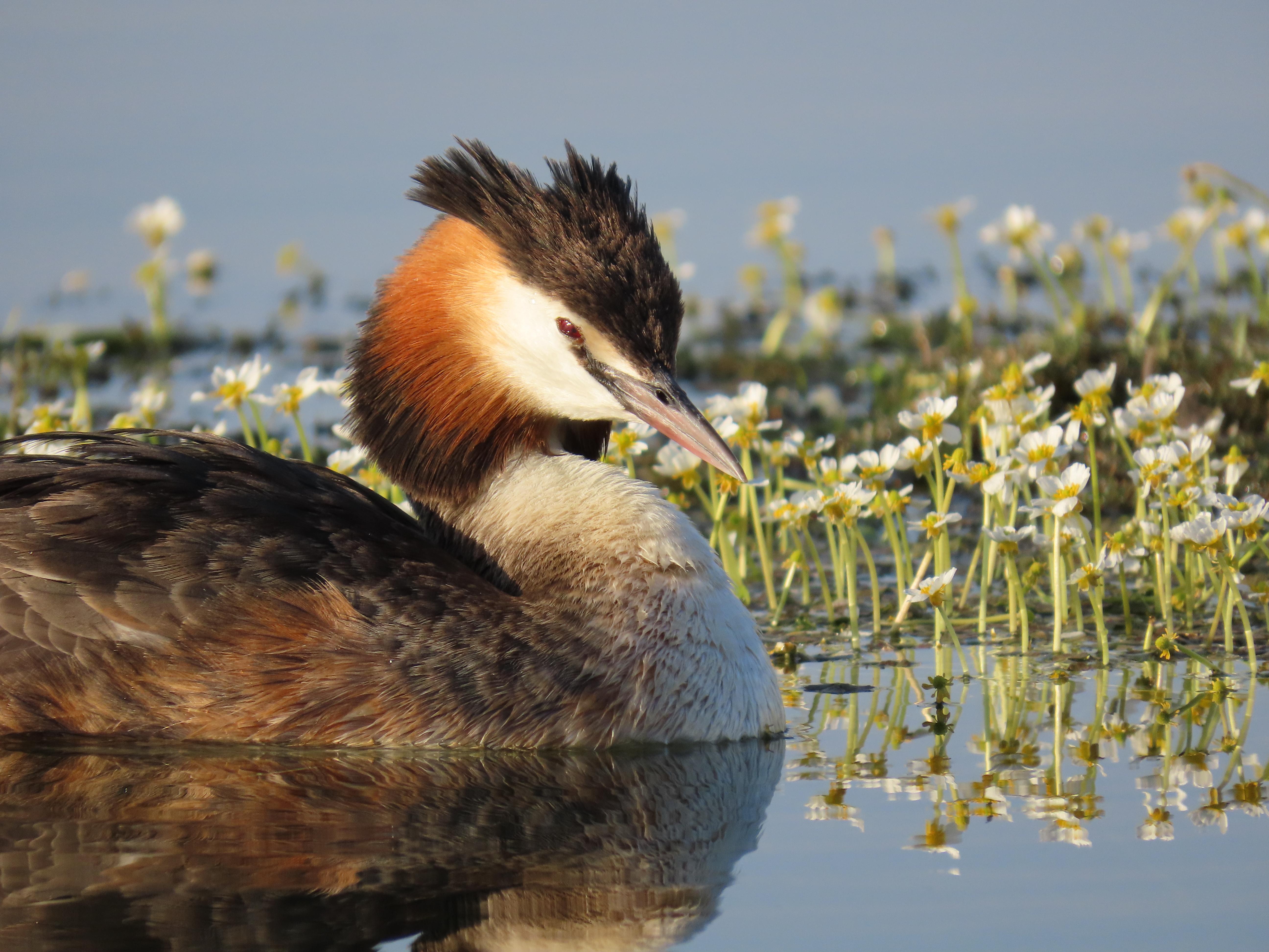 A close-up of great crested grebe, on the surface of very calm water. Just behind the bird, and filling the width of the frame, is a bed of daisy-like aquatic flowers. The calm water reflects both in a pleasing manner.