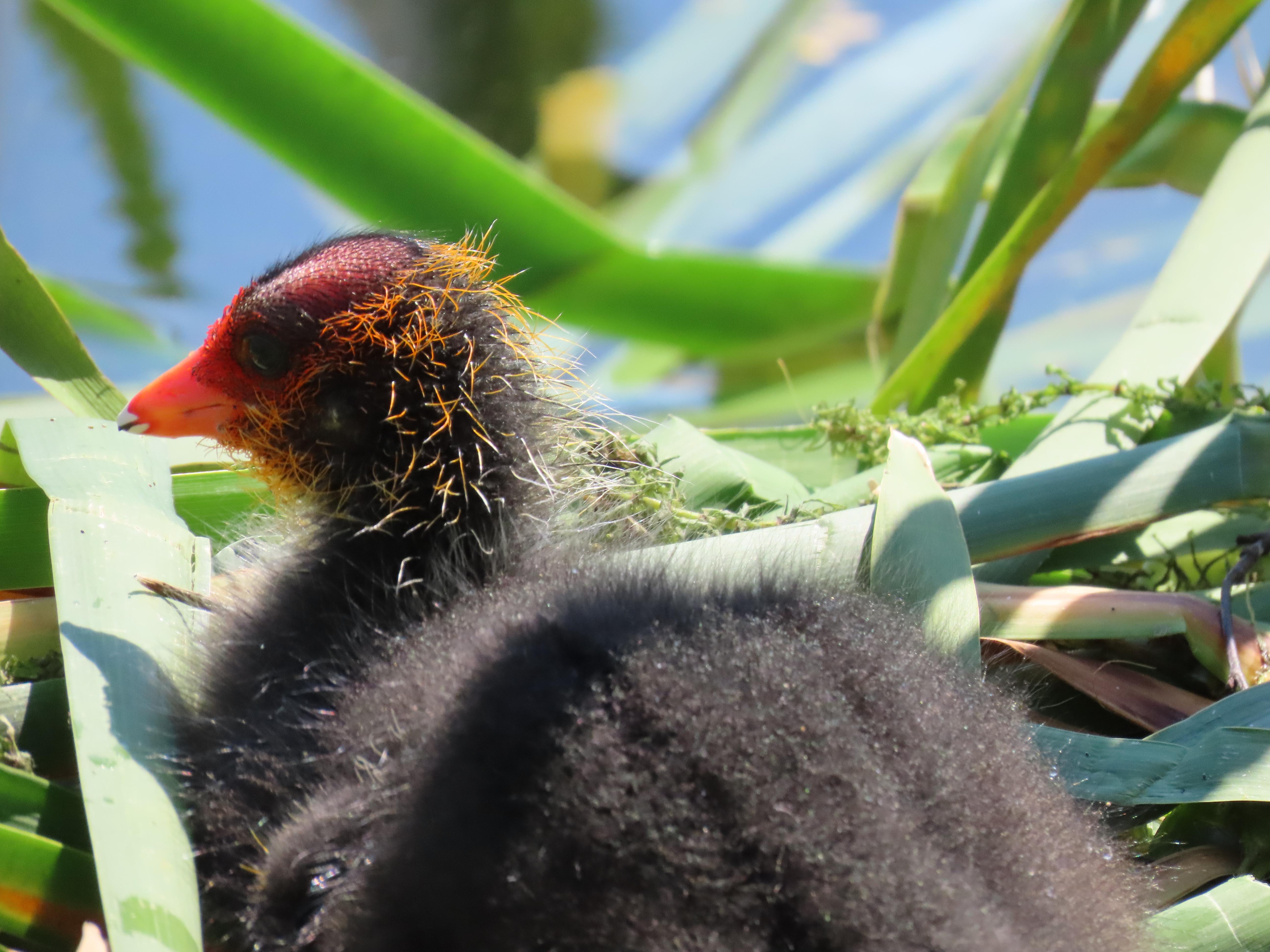 A very young Coot chick in its nest. It is black, with a fairly bald red head, and golden hairs speckling the black on the back of its neck. Its beak is orange, except for the very tip, which is white.