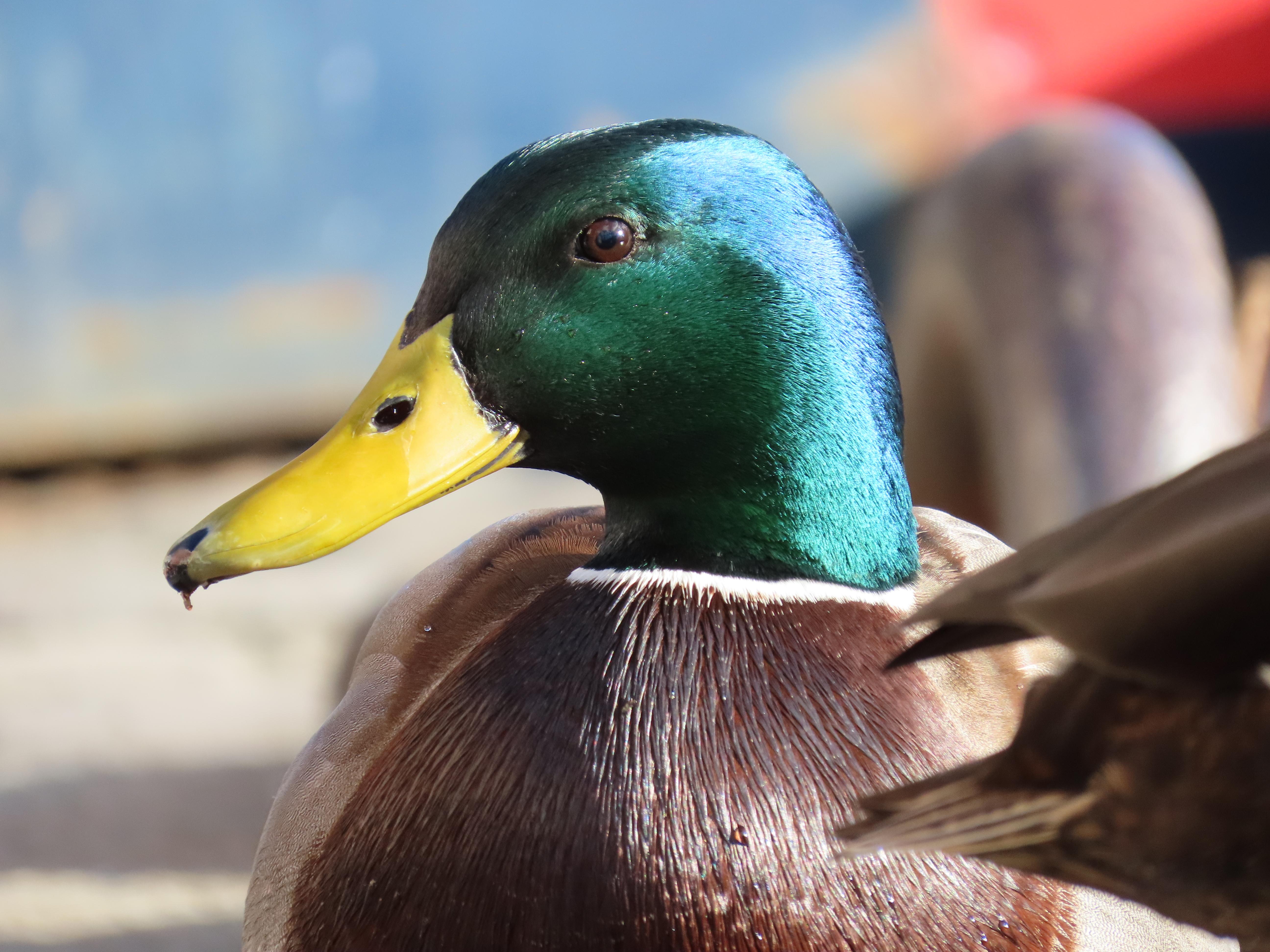 Close-up of a male mallard, showing the breast and head, in profile. The background is blurred.
