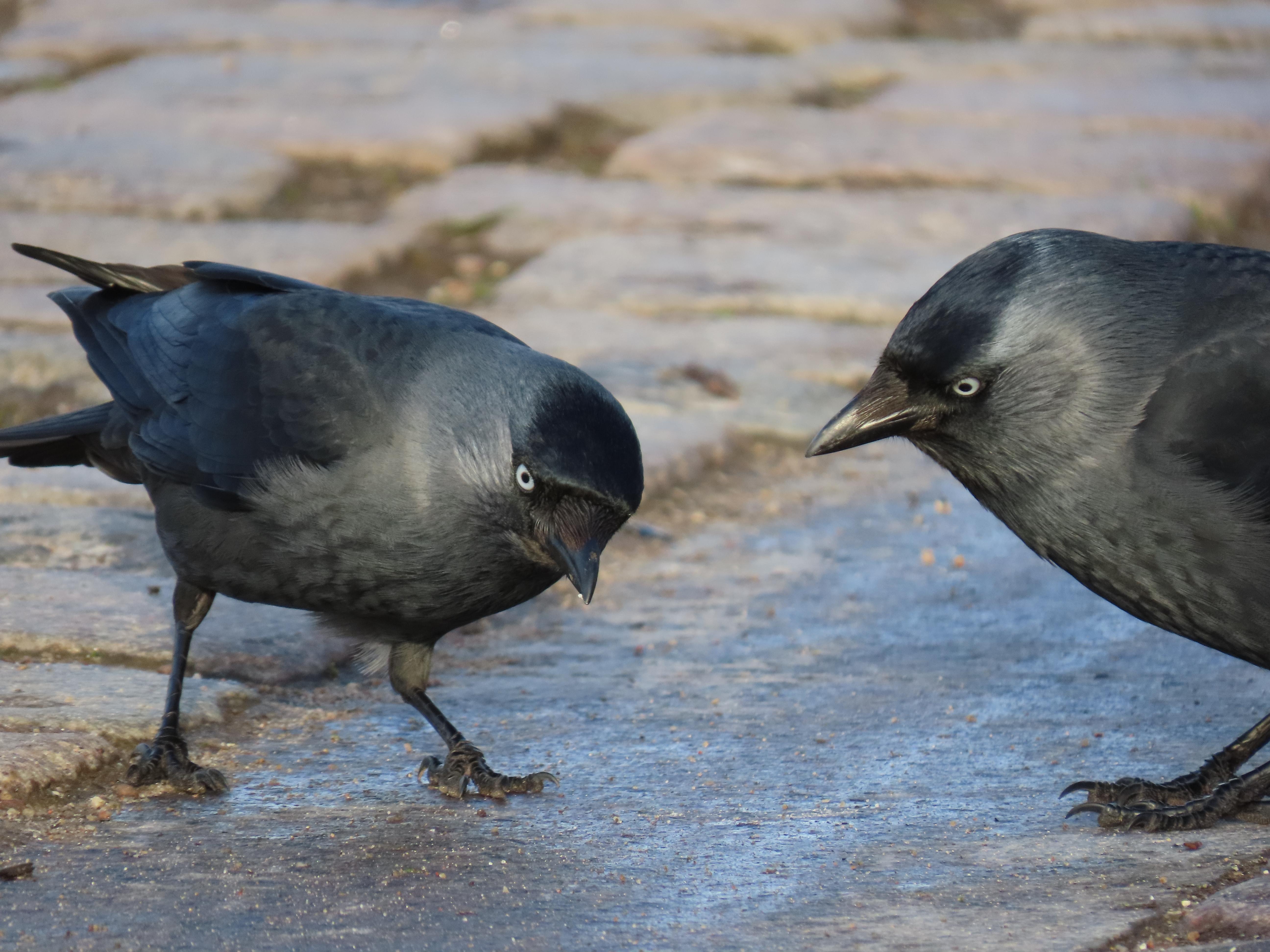 Two jackdaws on the ground, on a cobbled area. It looks like they have just finished eating something.