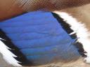 Close-up of mallard plumage, showing the blue patch on the wing, with black stripes either side, then white beyond that. There are various specs of dust and dirt on the feathers; perhaps the bird is due a bit of preening.