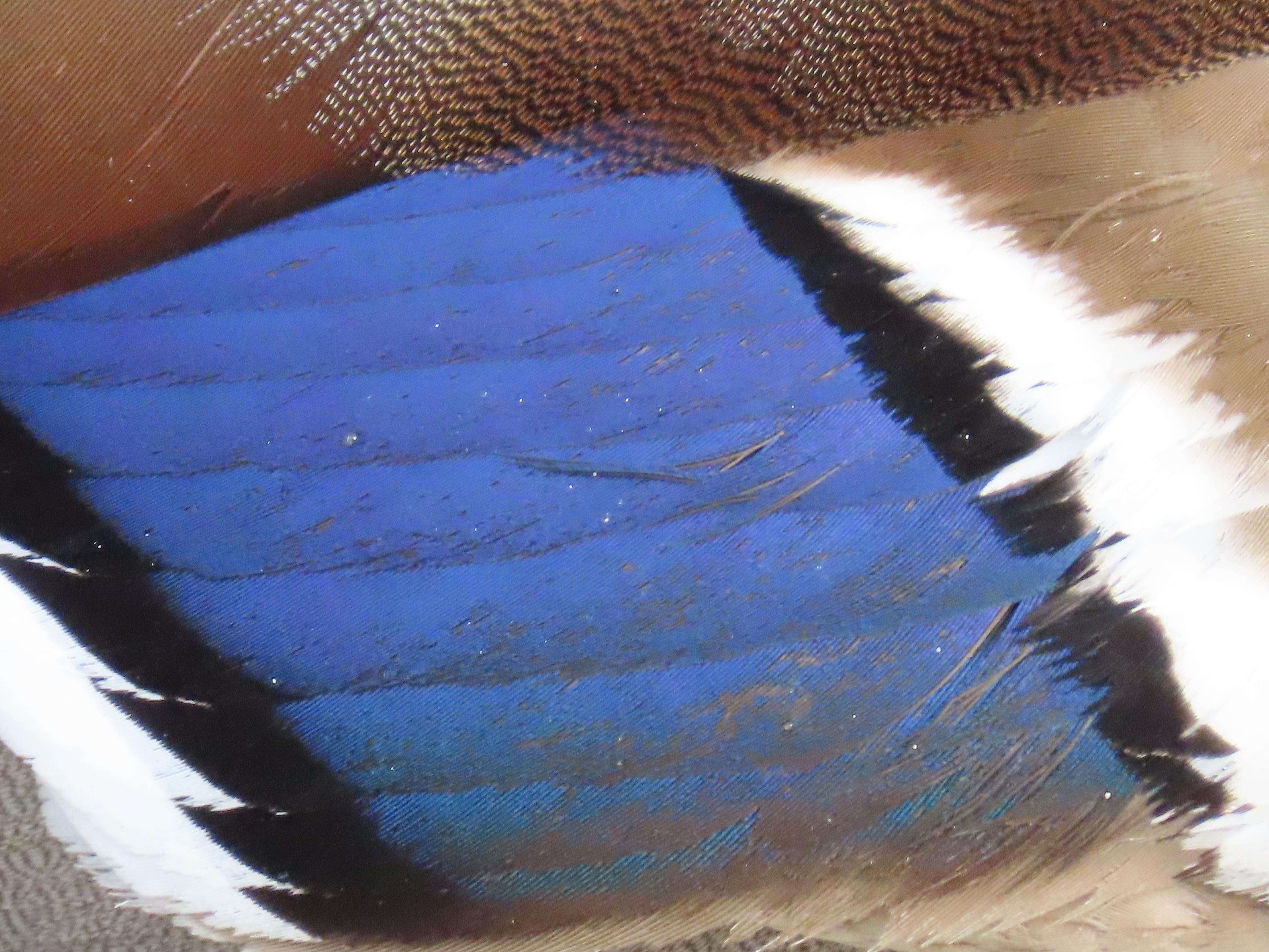 Close-up of mallard plumage, showing the blue patch on the wing, with black stripes either side, then white beyond that. There are various specs of dust and dirt on the feathers; perhaps the bird is due a bit of preening.