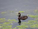 On a somewhat grey day, a brown duck on the water, surrounded by patches of spongy weed. The duck is a dark brown colour, has a broad, dark grey bill, a white face, and golden eyes.