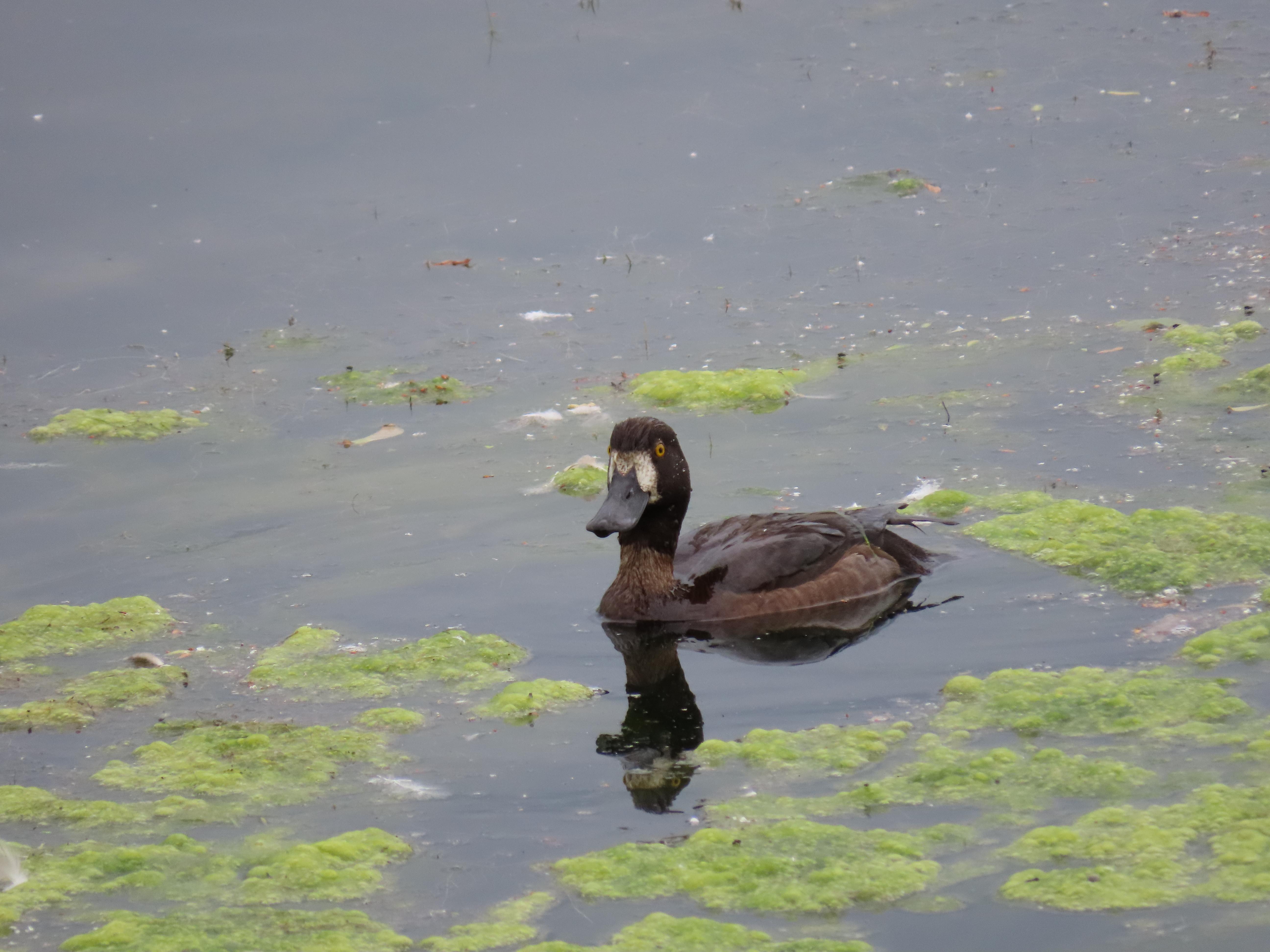 On a somewhat grey day, a brown duck on the water, surrounded by patches of spongy weed. The duck is a dark brown colour, has a broad, dark grey bill, a white face, and golden eyes.